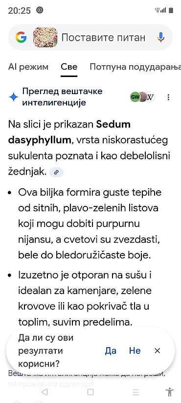 Ostale kućne biljke: Sobne i ukrasne biljke u saksijama – više vrsta - Syngonium — 19