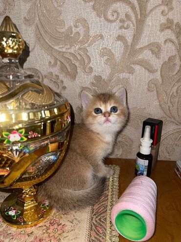 Pişiklər: 200 manatdan başdıyan qiymətlər 1000 manata kimi. Qiymət pişiyin — 19