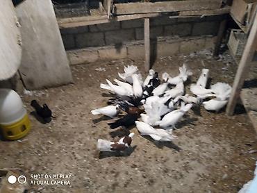 ucan: Göyərçinlər satılır sadə uçan quşlardı paqonular var cütü 10 man 15 — 5