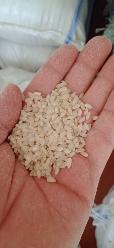 продаю кукуруз: Куруч оптом с/кг
Бишкек жана Жалал абад
