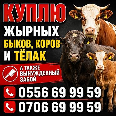 собаки щенки: Частное лицо : Коровы, быки, | Откормленные — 1