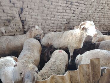 it cinsi: Salam, Qurbanlıq 7 - 8 aylıq quzular satilir diri çəkileri 50 - 65