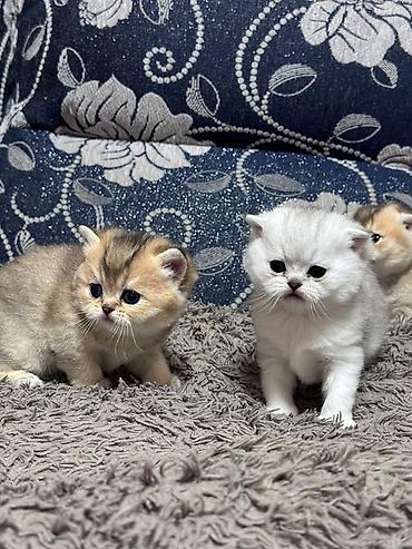 скоттиш фолд, купить: Скотиш Фолд (Шотландская вислоухая), 1 месяц, Девочка, Серебристая шиншилла, Приучена к лотку — 6