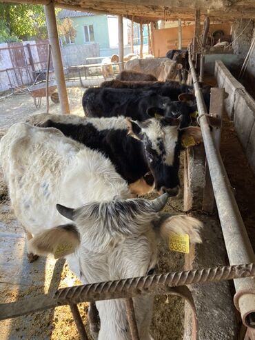 продам бу оборудование для птицефабрики: Сатам | Музоо | Бордоп семиртүү үчүн