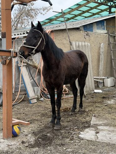 Лошади, кони: Продаю | Жеребец | Конный спорт