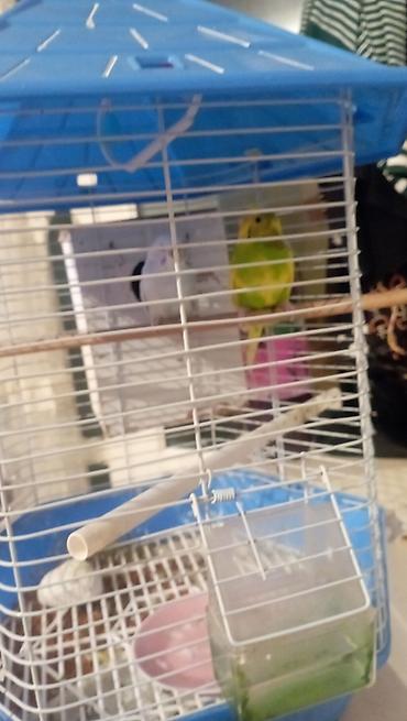 hamster satis: Salam 2 payquş satılır 1 dişi 1 erkek qefəs üsdünde verilir qiymət 100 — 3