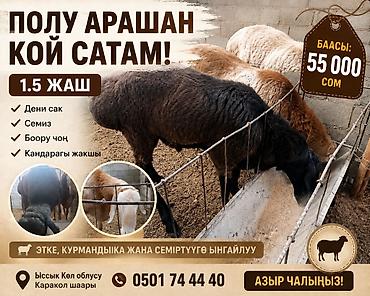 жугору бишкек: Сатам | Кочкор (эркек) | Арашан | Союуга — 1