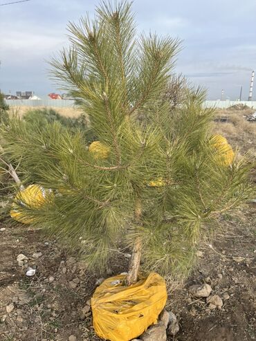 Декоративные деревья: Саженцы деревьев: Сосны — 3
