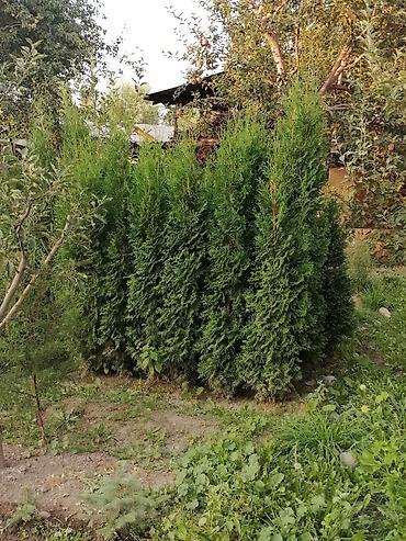 цветок фикус: *САТЫЛАТ! Туя Смарагд 2 МЕТРДЕН АШЫК!* *ПРОДАЕТСЯ! Туя Смарагд БОЛЕЕ — 1