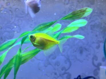 Balıqlar: Tetra balığı, Sülhsevər, Ödənişli çatdırılma -da lalafo.az — 7 Balıqlar: Tetra balığı, Sülhsevər, Ödənişli çatdırılma — 7