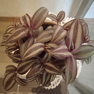 Otaq bitkiləri: Сциндапсус N-Joy — 14