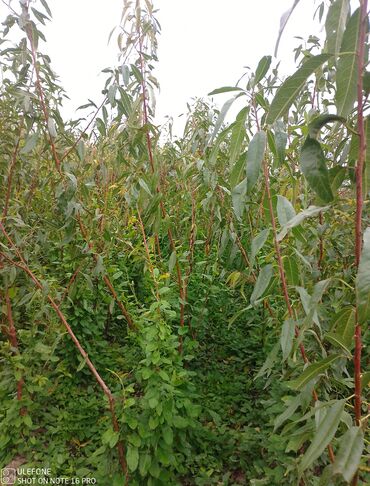 Şitillər: Meyvə tingləri satışdadır və sağlam zəmanətli sifariş verə bilərsiz -da lalafo.az — 17 Şitillər: Meyvə tingləri satışdadır və sağlam zəmanətli sifariş verə bilərsiz — 17