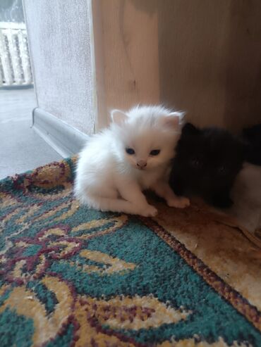 сфинкс котята: Скотиш Страйт (Шотландская прямоухая), 1 месяц, Девочка, Биколор, Приучена к лотку