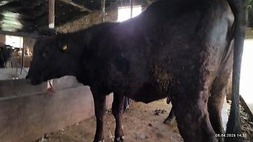 Коровы, быки: Продаю | Бык (самец) | На откорм — 10