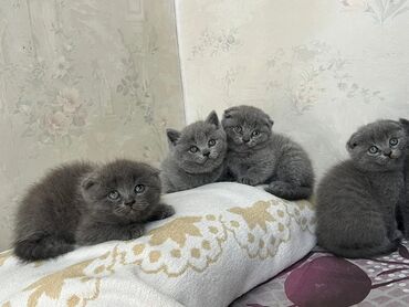 Pişiklər: Şotland yastı qulaq, Dişi, Yaxşı əllərə, Ünvandan götürmə