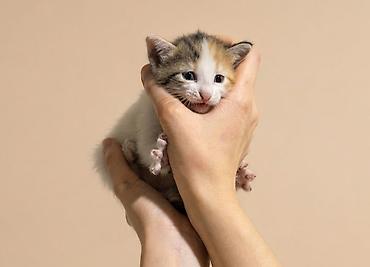 acana корм: Erkək, Dişi, Yaxşı əllərə, Pulsuz çatdırılma — 5