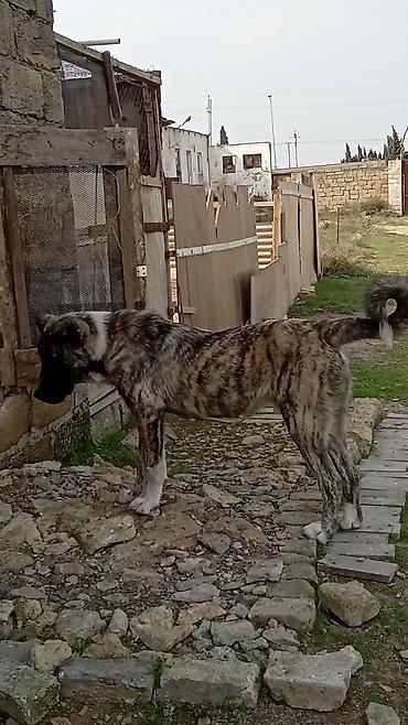 İtlər: Qurdbasar, 6 ay, Erkək, Peyvəndli, Ödənişli çatdırılma — 4