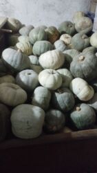 80л бак: Продаю тыквы по 25 сом