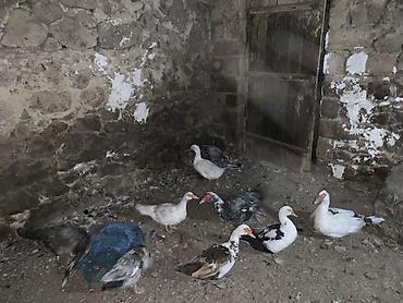 balaca it səkilləri: Musk ördəkləri (indo duck) – müxtəlif rənglərin qarışığında sürü — 2