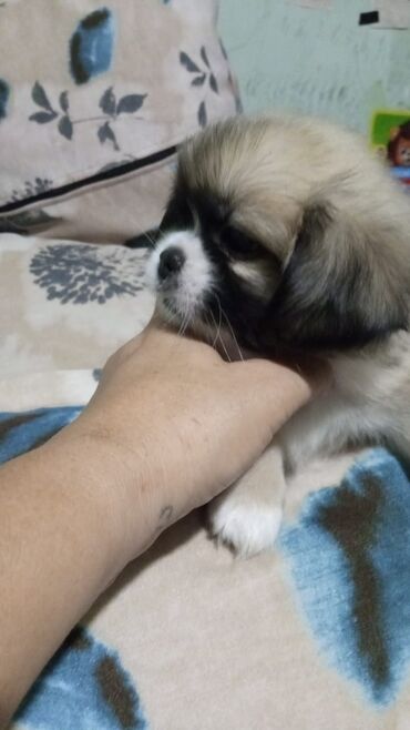 xaski it adlari: Pekines, 3 ay, Dişi, Ünvandan götürmə