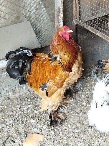 тоо теке: Продаю петуха колумбийской породы Брама (для разведения). отличный 🐓