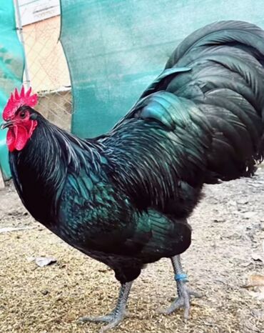 broiler toyuq satisi: Toyuq, Australorp, Yumurtalıq, Ödənişli çatdırılma