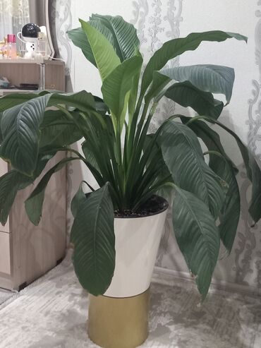 саженцы фисташки бишкек: Продаю декоративные цветы