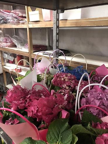 Букеты из живых цветов: Гортензии в декоративных пакетах-кофрах - Композиции из цветущих — 6