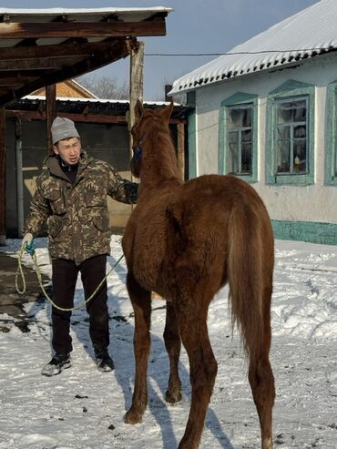 Лошади, кони: Продаю | Жеребенок | Для разведения | Племенные — 6