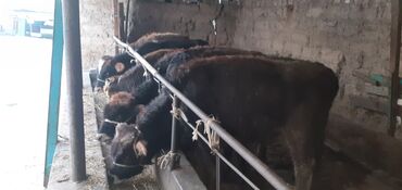 Коровы, быки: Продаю | Бык (самец) | Ангус, Швицкая | На откорм — 9