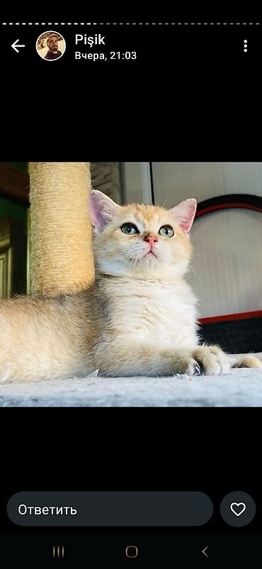 Pişiklər: Şotland — 15