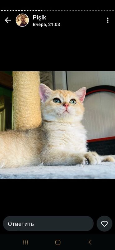 Pişiklər: Britan yastı qulaq, Erkək, Dişi, Yaxşı əllərə, Ünvandan götürmə, Pulsuz çatdırılma, Ödənişli çatdırılma — 117