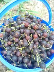 циркулярка цена в бишкеке: Qrijovnik tikansiz növü. tingin biri 4 m ünvan Tovuz bəzi yerlərə lalafo.az -da циркулярка цена в бишкеке: Qrijovnik tikansiz növü. tingin biri 4 m ünvan Tovuz bəzi yerlərə