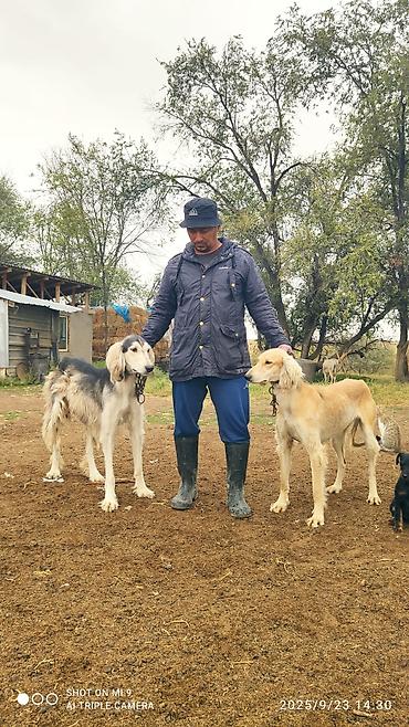 Продажа собак: Продажа Щенков ТАЙГАН для пастушьей службы и охоты. Описание: - — 4