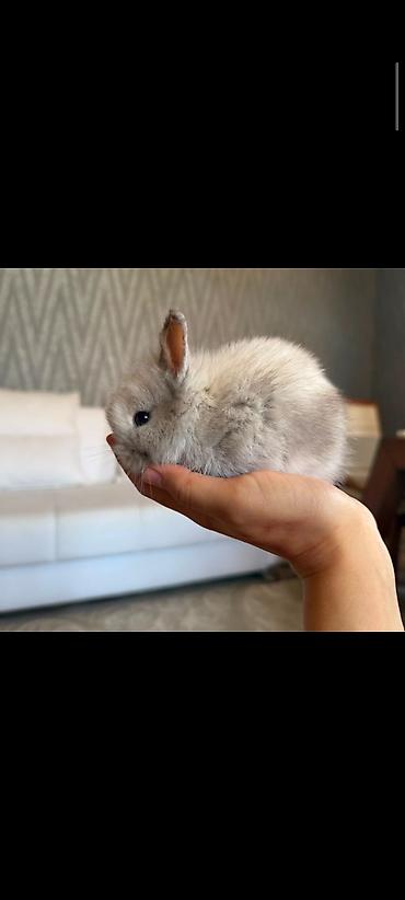 ev heyvanları: Miniatür ev dovşanları – tüklü, boz-ağ rəng çalarlarında balalar — 2
