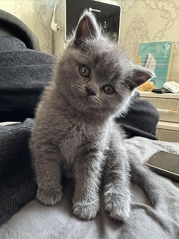 породистые котята: Шотландские котята (окрас голубой) «Милые котята недавно родились 🐾 — 1