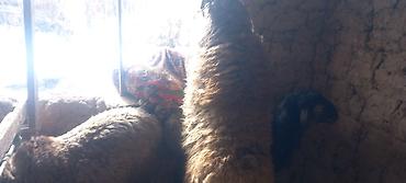 Баран, овца: Продаю | Овца (самка) | Для разведения — 9