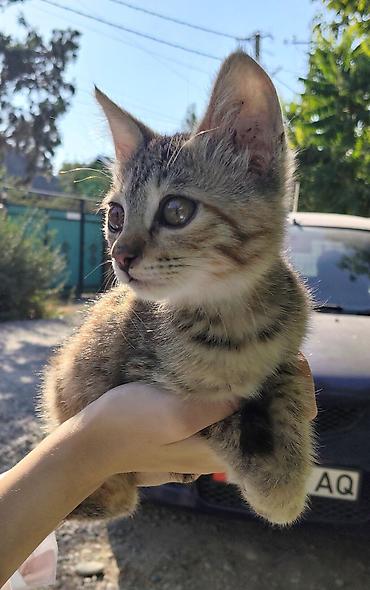 продается кошка: Кошка даром: Беспородная, 2 месяца, Девочка, Приучена к лотку — 1