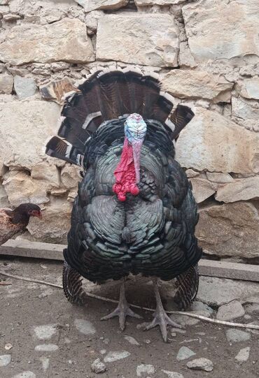 котик в добрые руки: Amerikan Bronz erkək hinduşkalar, çəkiləri;10.5kg, 10kg. Anbar