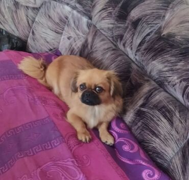 balaca it: Pekines, 2 il, Dişi, Peyvəndli, Ödənişli çatdırılma