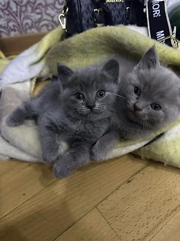 Pişiklər: Şotland, Erkək, Dişi — 27