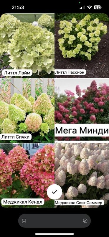земля для огорода: Метельчатый гортензиялар сатылат 800 сом 2 жылдык болуп калган Сорт