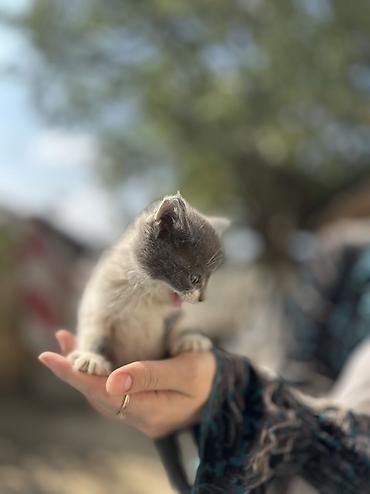 пл: Бесплатно Котята, короткошёрстные, окрас: серо-белый и чёрно-белый — 4