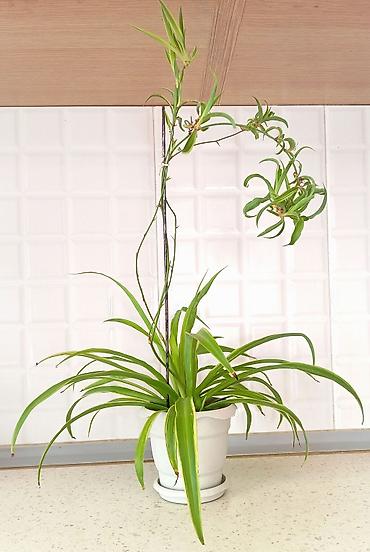 bitki dermanlari: Məhsul: Xlorofitum (Spider Plant) – asma zoğlarla - Hər bir evdə — 3