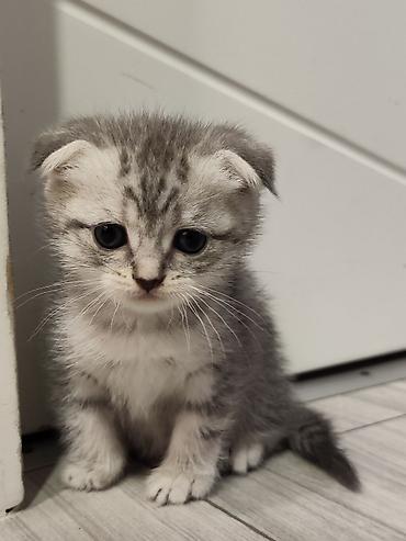 Pişiklər: Skottish Fold balaları - Cins: Scottish Fold (qatlanmış qulaqlı) - — 5
