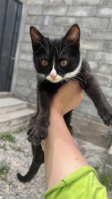 Отдам даром кошку: Кошка даром: Беспородная, Девочка — 10