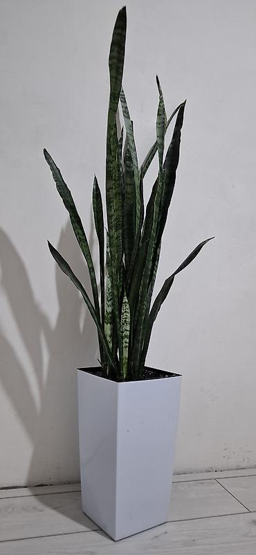 тещя: Сансевиерия (Sansevieria trifasciata, «тещин язык») в высоком белом — 1