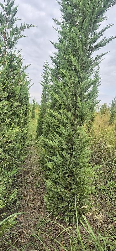 evkalipt ağacı haqqinda: Leylandi şam agaci (Cupressocyparis leylandii) iynəyarpaq dekorativ — 3