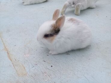 Dovşanlar: Ev dovşanı balaları satılır. Karlik(cırtdan) cinsi. Sağlam və — 41