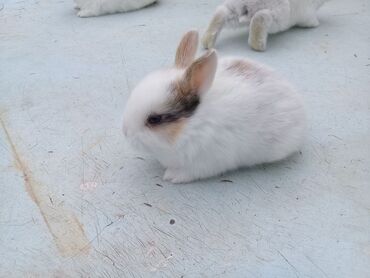 Dovşanlar: 🟠 Ev dovşanı balalarına super endirim kampaniyası. müvəqqəti olaraq 50 — 7